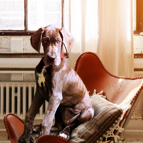 popup dog